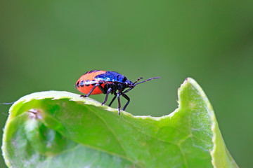 stinkbug on plant