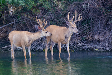 Naklejka na ściany i meble Mule deer bucks wading in a lake