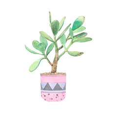 watercolor illustration of crassula