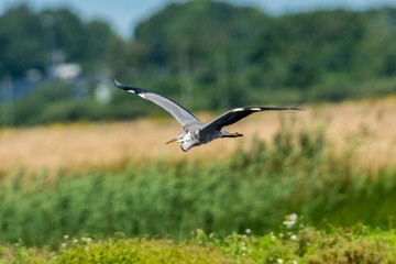 Fototapeta na wymiar Flying grey heron on the west coast in Sweden
