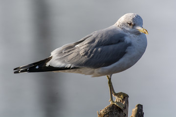 Gull in a close up in Sweden