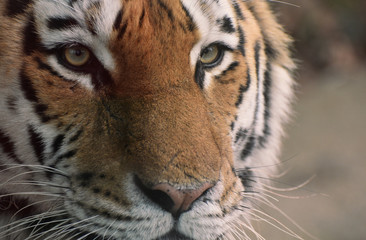 Tiger face close up