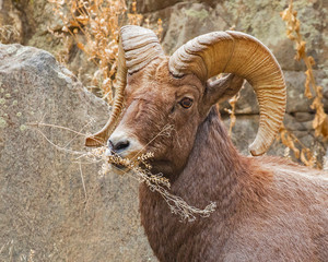 Bighorn sheep eating during rut