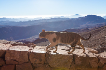 The cat walks along the trail against the backdrop of the mountain of Moses in Egypt