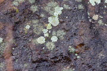 lichen on a rock