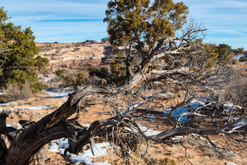 Alter Baum im Winter in der Wüste von Utah