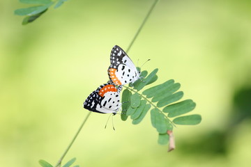 Butterflies mating