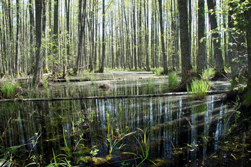 Spring in Latvia. Flooded black-alder forest. 