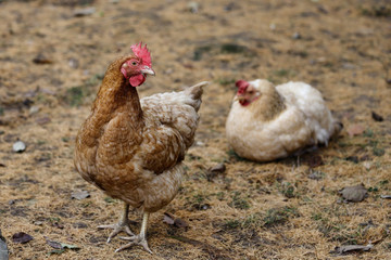 Full body of brown-beige hen on the farm