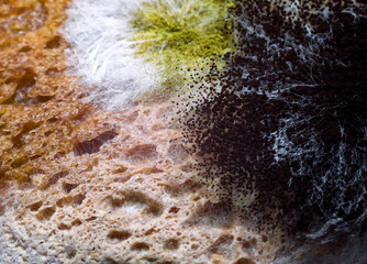 Mold on food close up.