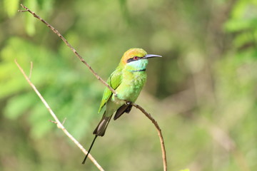 Asian Bee Eater Green