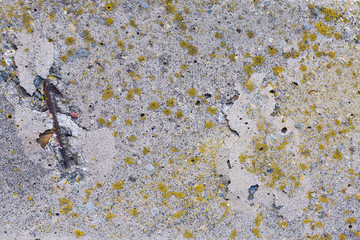 Asbestos slate texture concrete covered with lichen and moss	