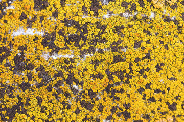 Asbestos slate texture concrete covered with lichen and moss	