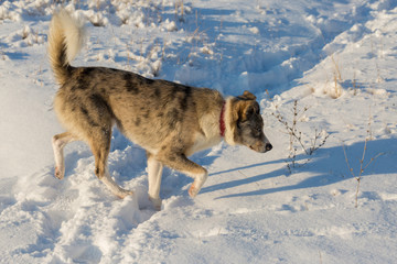 Naklejka premium Dogs play in the snow in winter, Beautiful portrait of a pet on a sunny winter day 
