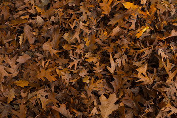 autumn leaves background