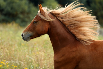 Fototapeta premium beautiful brown welsh pony with long blond mane gallop on green meadow 