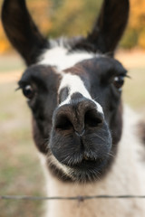 Obraz premium Llama Closeup