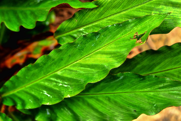 Large and wet green leaf