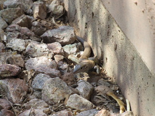 A whiptail lizard foraging for food and blending in with its environment 