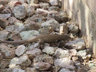 A whiptail lizard foraging for food and blending in with its environment 