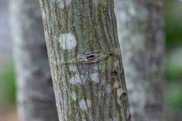 lichen on trunk of a tree