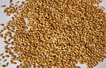 Obraz premium Malt seeds on white closeup