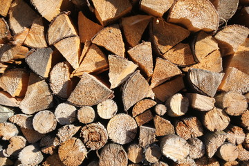 Closeup of logs of trees in nature. A lot of cutted logs, texture wood cut