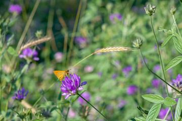 Hesperiidae / Sarı Antenli Zıpzıp / / Thymelicus sylvestris