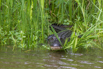 Alligator peering through grass in swamp in Jean Lafitte National Park, New Orleans, Louisiana....