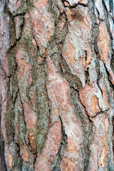 Baumrinde als Hintergrund