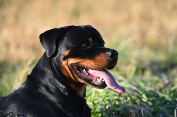 rottweiler