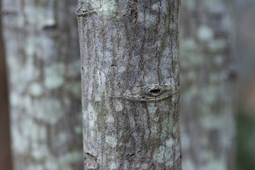 lichen on trunk of a tree