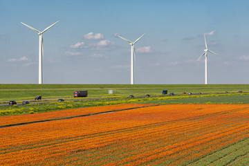 Dutch tulip field along freeway A6 between Lelystad and Emmeloord