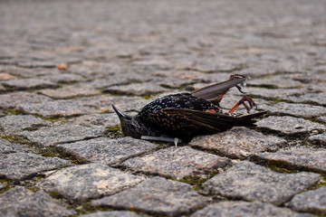 dead bird