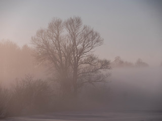 Fototapeta na wymiar Baum im Nebel bei abendlichem Sonnenlicht