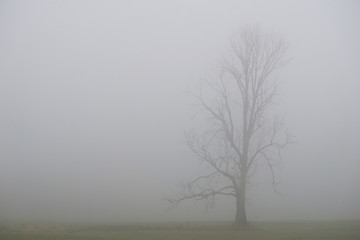 Silhouette of lone tree on a field on a cold and misty morning