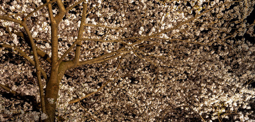 Meguro Sakura (Cherry blossom) Festival in full bloom and light up at night. Cherry blossom will start blooming around the late March in Tokyo, Many visitors to Japan choose to travel in spring season