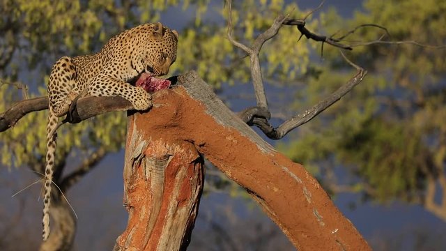 Leopard on the tree with catch, animal behaviour. Big cat feeding young zebra, Etosha National Park in the Africa. Wildlife scene from nature. African leopard kill zebra. Safari in Namibia.