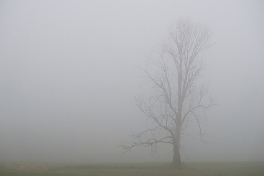 Silhouette of lone tree on a field on a cold and misty morning