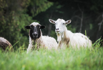 Fototapeta premium sheeps on the pasture