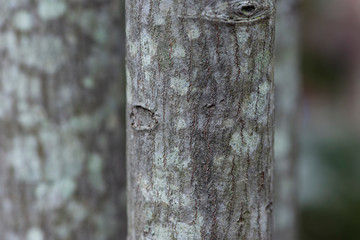 lichen on trunk of a tree