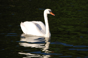 Łabędzie  © Aleksander