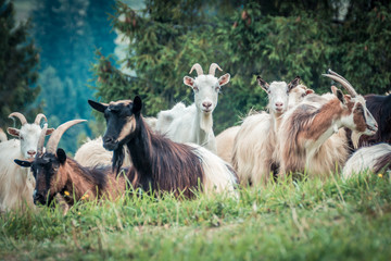 Fototapeta premium portrait of domestic goat
