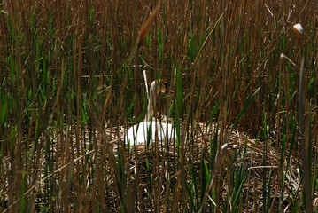 Łabędzie  © Aleksander