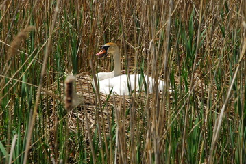 Łabędzie  © Aleksander