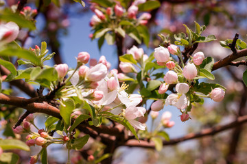 blooming cherry tree in spring