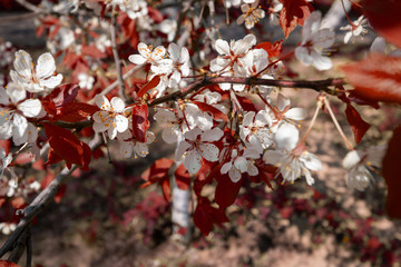 blooming cherry tree in spring
