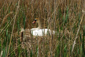 Łabędzie  © Aleksander