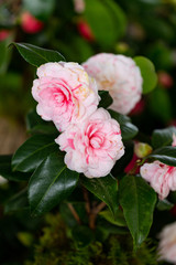 Obraz premium Selrcted garden camellia flower