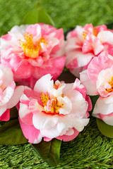 Fototapeta na wymiar Selrcted garden camellia flower